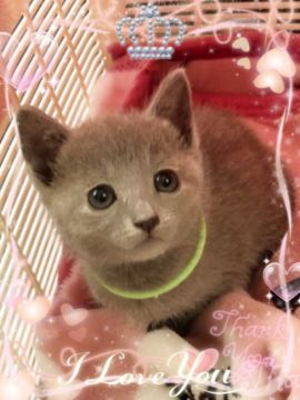 ロシアンブルー【埼玉県・女の子・2018年11月23日・ブルー】の写真「ふわっ、もこ、子猫ちゃん (みどりちゃん)」