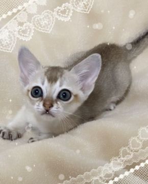 シンガプーラ【埼玉県・男の子・2020年1月7日・セピアアグーティ】の写真「パパ、ママCFAチャンピオン」