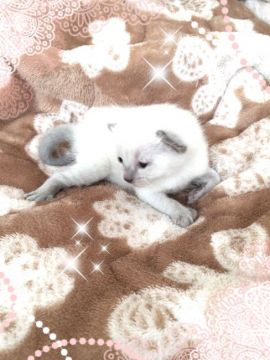 ロシアンブルー【埼玉県・女の子・2016年5月24日・ブルーポイント】の写真「とてもめずらしい ブルーポイントの女の子」