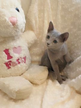 ロシアンブルー【埼玉県・男の子・2019年10月7日・ブルー】の写真「パパCFAチャンピオン」