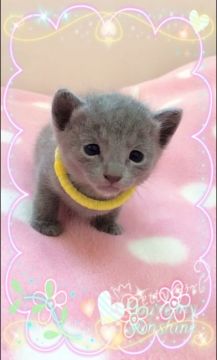 ロシアンブルー【埼玉県・女の子・2015年11月8日・ブルー】の写真「11月8日生まれ タレ目気味の目元が可愛い女の子」