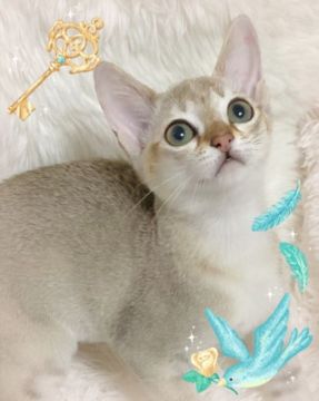 シンガプーラ【埼玉県・男の子・2021年6月14日・セピアアグーティ】の写真「両親CFAチャンピオン」