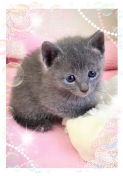 ロシアンブルー【埼玉県・女の子・2016年11月6日・ブルー】の写真「ふわふわの子猫」
