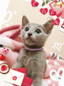 ロシアンブルー【埼玉県・男の子・2019年1月7日・ブルー】の写真「抱っこが大好き、甘えん坊の男の子」