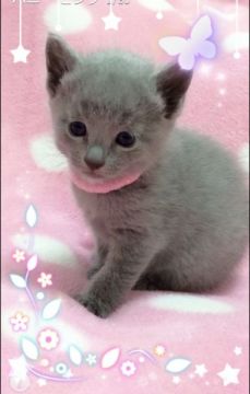 ロシアンブルー【埼玉県・女の子・2015年10月23日・ブルー】の写真「ふわふわな可愛い子猫 ピンクちゃん」