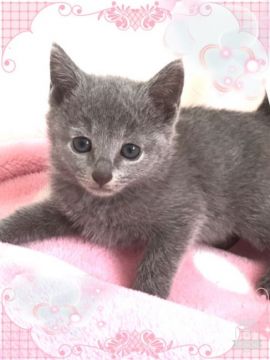 ロシアンブルー【埼玉県・女の子・2016年6月30日・ブルー】の写真「ふわふわ、もこもこのイエローちゃんです」