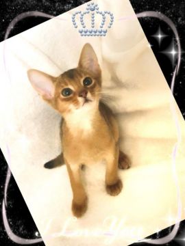 アビシニアン【埼玉県・男の子・2019年3月8日・ルディ】の写真「6月中は空輸代が無料になります」