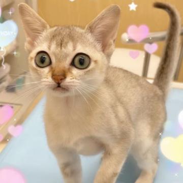 シンガプーラ【埼玉県・女の子・2022年5月7日・セピアアグーティ】の写真「両親CFAチャンピオン」