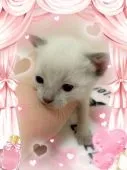 ロシアンブルー【埼玉県・男の子・2019年3月16日・ブルーポイント】の写真1「まだまだ赤ちゃん ブルーポイントの男の子」