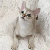 シンガプーラ【埼玉県・男の子・2022年4月28日・セピアアグーティ】の写真1「とても活発で元気な子です。」