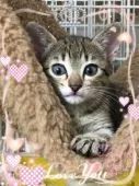 エジプシャンマウ【埼玉県・女の子・2018年11月25日・ブロンズ】の写真1「とても懐こい子です」