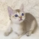 シンガプーラ【埼玉県・男の子・2022年9月5日・セピアアグーティ】の写真1「とても懐こい子猫です」