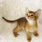 アビシニアン【埼玉県・女の子・2022年7月22日・ルディ】の写真1「両親 CFAチャンピオン」