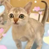 シンガプーラ【埼玉県・女の子・2022年5月7日・セピアアグーティ】の写真1「小さくても元気いっぱいです。」