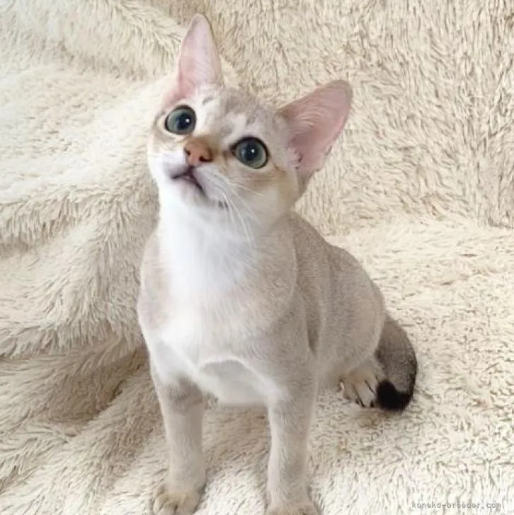 ID:2210-01125の子猫