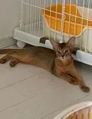 アビシニアン【埼玉県・女の子・2020年3月5日・ルディ】の写真2