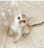 シンガプーラ【埼玉県・女の子・2022年5月7日・セピアアグーティ】の写真4