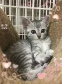 エジプシャンマウ【埼玉県・女の子・2018年11月25日・シルバー】の写真4