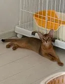 アビシニアン【埼玉県・女の子・2020年3月5日・ルディ】の写真5