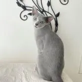 ロシアンブルー【埼玉県・男の子・2022年4月14日・ブルー】の写真5「前回生まれたお兄ちゃんです。お顔がよく似ています。」