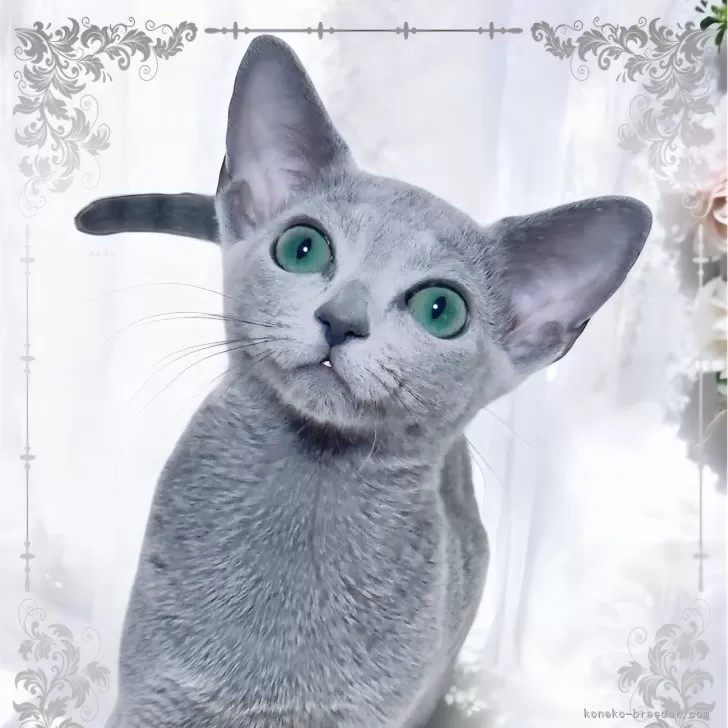 ID：2501-02308の子猫