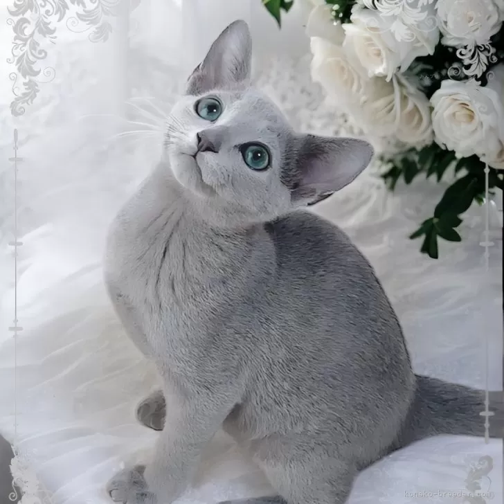 ID:2503-00172の子猫