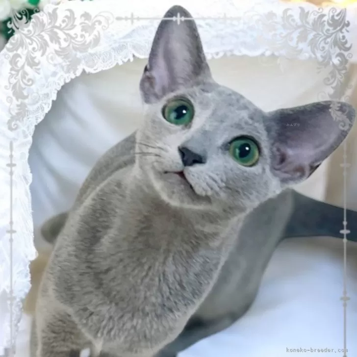 ID：2503-00901の子猫