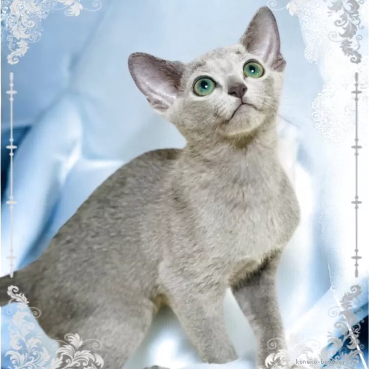 ID:2506-01347の子猫