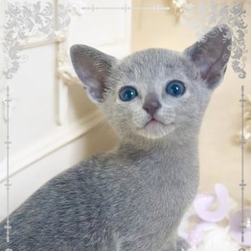 ロシアンブルー【埼玉県・女の子・2025年1月31日・ブルー】の写真「幼名 フランソワちゃん」