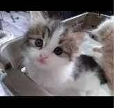 サイベリアン【兵庫県・男の子・2023年12月27日・ブラウンマッカレルタビー&ホワイト】の写真3