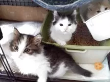 サイベリアン【兵庫県・男の子・2025年5月7日・ブラウンマッカレルタビー&ホワイト】の写真14