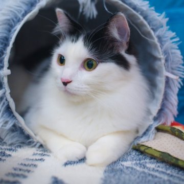 サイベリアン【兵庫県・男の子・2025年5月7日・ブラック&ホワイト（フワフワつるつる柔らか✨）】の写真「祖父(父方)WCFチャンピオン優良血統の血筋🎖️」