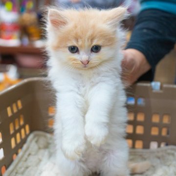 サイベリアン【兵庫県・男の子・2026年1月7日・クリームポイント（フワフワ柔らかトリプルコート✨）】の写真「フワフワもっふもふ元気な５兄妹💕💕」