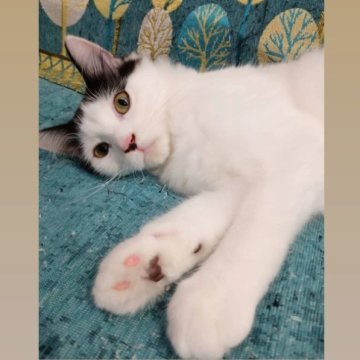 サイベリアン【兵庫県・男の子・2025年5月7日・ブラック&ホワイト（フワフワ柔らか✨）】の写真「祖父(父方)WCFチャンピオン優良血統の血筋🎖️」