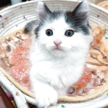 サイベリアン【兵庫県・男の子・2025年5月7日・ブラック&ホワイト（フワフワ柔らか✨）】の写真「祖父（父方）WCFチャンピオン優良血統の血筋✨」