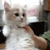 サイベリアン