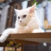 サイベリアン