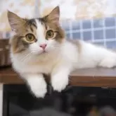 サイベリアン【兵庫県・男の子・2025年5月7日・ブラウンマッカレルタビー&ホワイト】の写真3