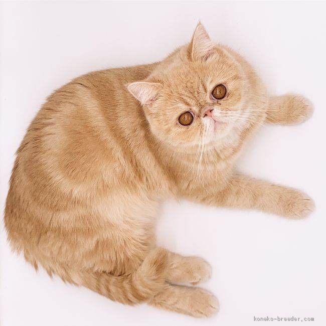 看板猫のモス君｜石田　千尋(いしだ　ちひろ)ブリーダー(東京都・ブリティッシュショートヘアなど・ACC/CCA/JABC登録)の紹介写真3