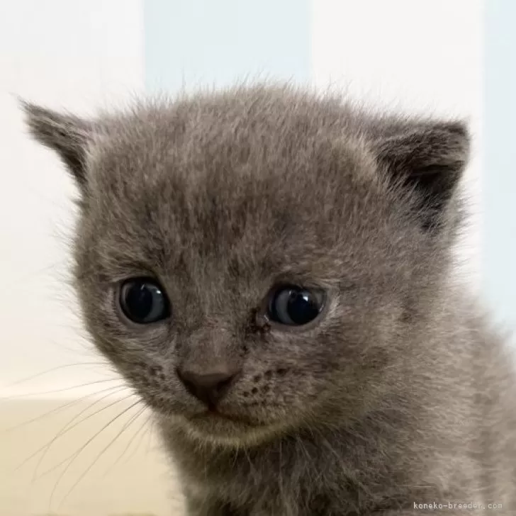 ID：2411-00440の子猫