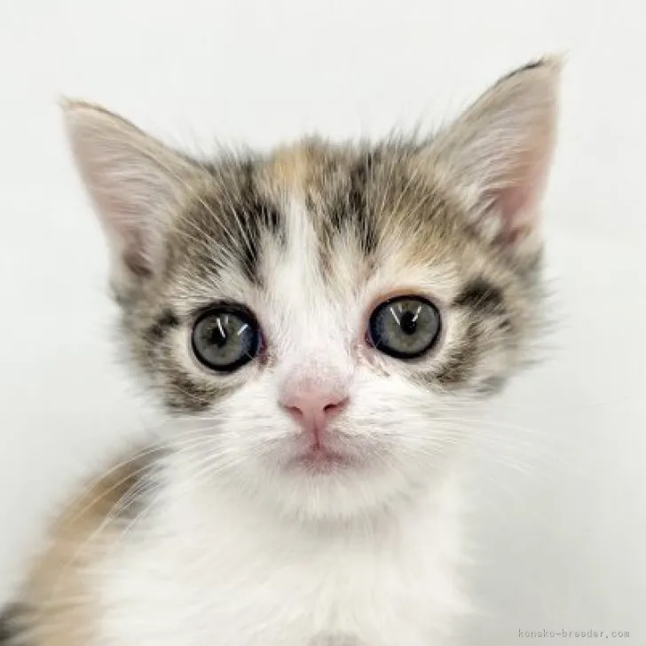 ID：2302-01887の子猫