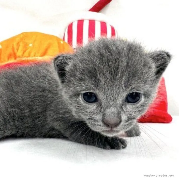 ID：2306-01480の子猫