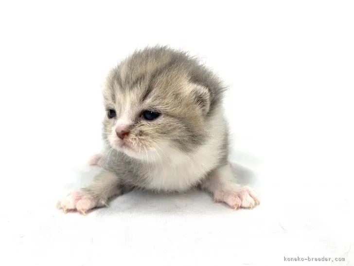 ID：2104-00454の子猫