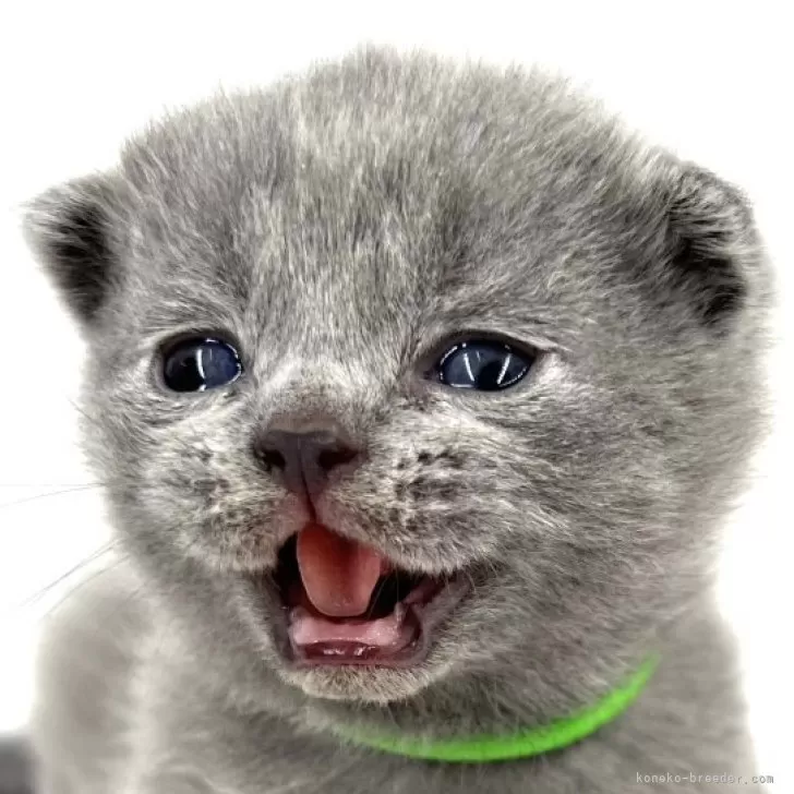 まさ坊 様のお迎えした子猫