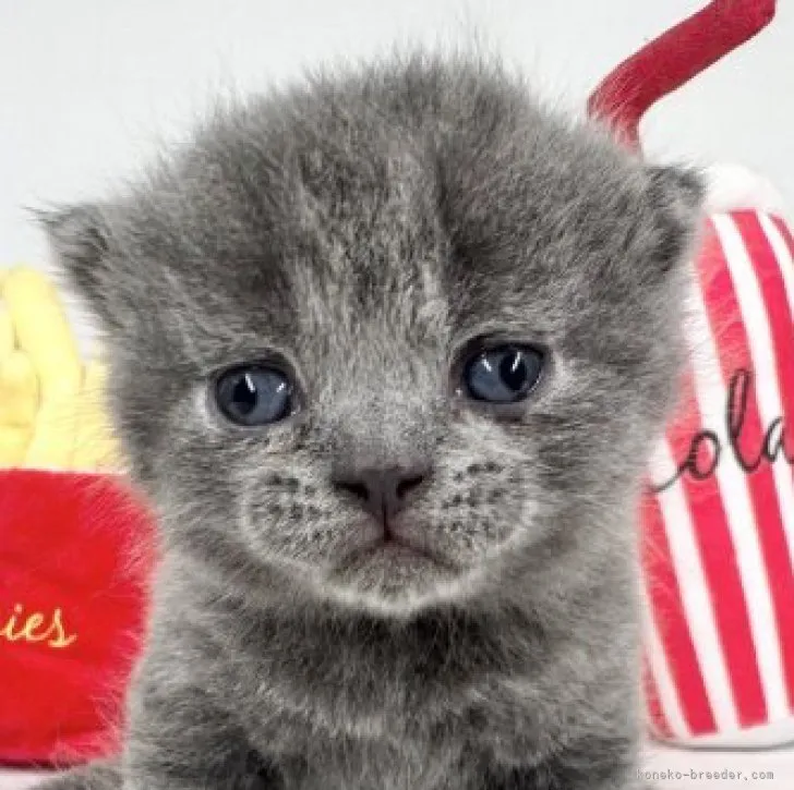 ID：2306-00006の子猫