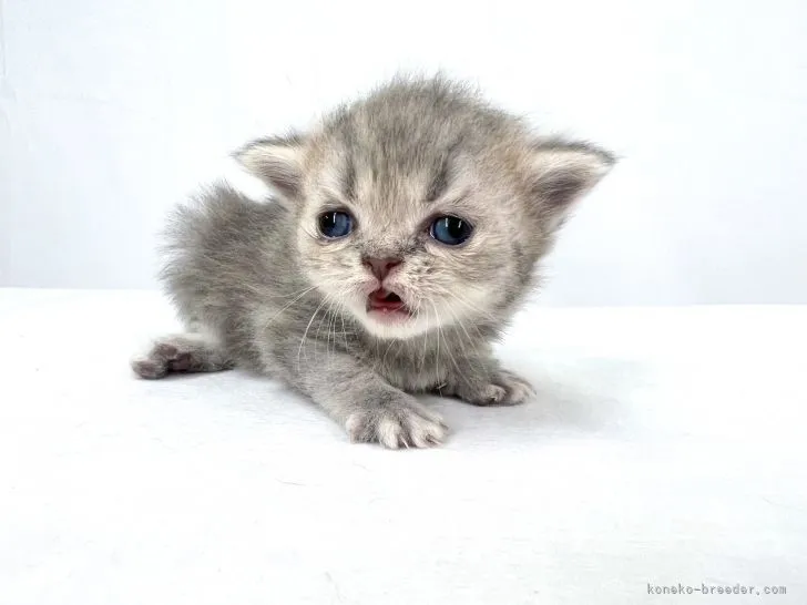 ID：2201-01691の子猫