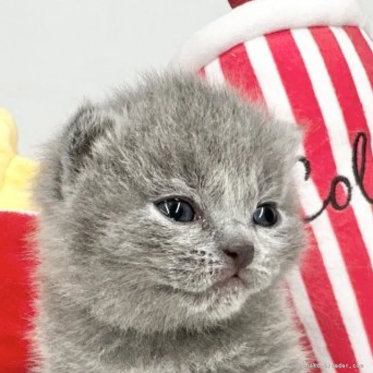 ID：2306-00005の子猫