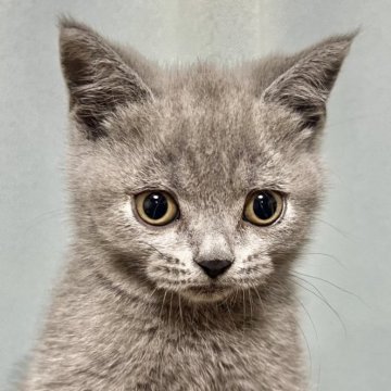 ブリティッシュショートヘア【東京都・女の子・2024年6月9日・ブルー（ダブルコート）】の写真「人が好きな女の子♡」