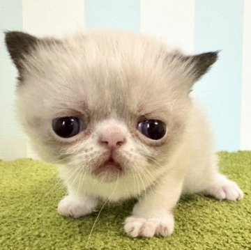 エキゾチックショートヘア【東京都・男の子・2024年11月10日・シールポイント&ホワイト（ショートヘア）】の写真「おっとりしててお顔も性格もかわいい男の子♡」