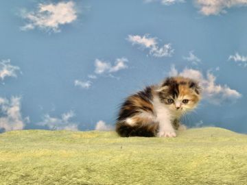 スコティッシュフォールド(折れ耳)【東京都・女の子・2020年11月5日・キャリコ（ロングヘア）】の写真「美人猫ちゃん」